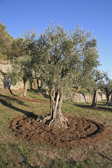 irrigazione oliveto